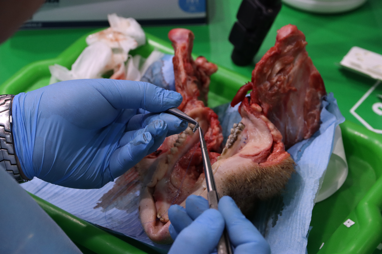 Dental Salon 2023